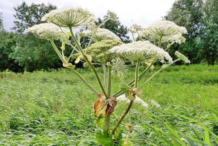 Борщевик Сосновского – очень опасное растение, которое может испортить ваш отдых на природе
